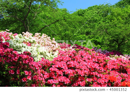 Sabae City Nishiyama Park杜鵑花 Sabae City Nishiyama Park杜鵑花 45001352
