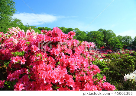 Sabae Nishiyama公園藍天和杜鵑花 Sabae Nishiyama公園藍天和杜鵑花 45001395