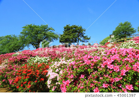 Sabae Nishiyama公園藍天和杜鵑花 45001397