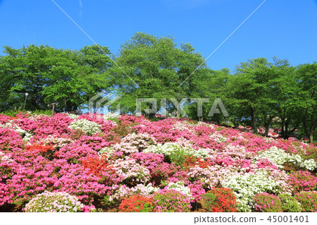 Sabae Nishiyama公園藍天和杜鵑花 Sabae Nishiyama公園藍天和杜鵑花 45001401