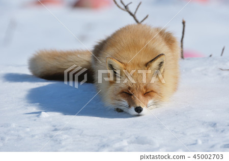 Sleeping foxtail fox (Hokkaido, Nosuke attached) 45002703