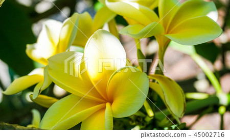Clearly blooming plumeria Clearly blooming plumeria 45002716
