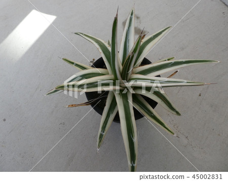 Agave Iceberg Agave Iceberg 45002831
