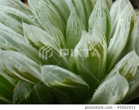 Haorsia pillera 45002832