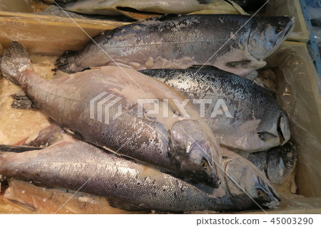 Salmon 45003290