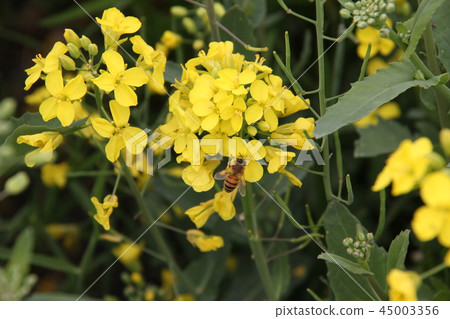 Rape blossoms 45003356