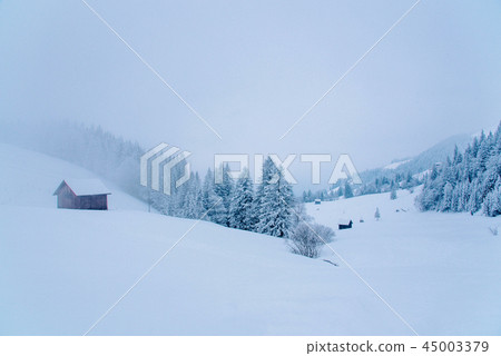 View of snow covered pine forest in Switzerland. View of snow covered pine forest in Switzerland. 45003379