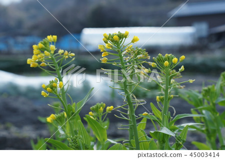 鳥取走在四季春天的Tokoji 45003414