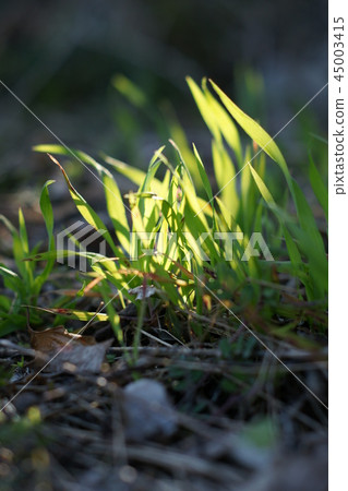鳥取走在四季春天的Tokoji 鳥取走在四季春天的Tokoji 45003415