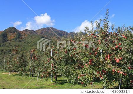 Shinshu apple Apple field of Azumino Matsukawa Shinshu apple Apple field of Azumino Matsukawa 45003814