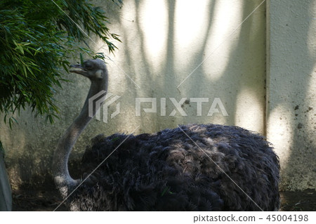 Nogeyama動物園 Nogeyama動物園 45004198