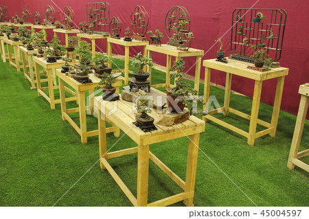 Bonsai trees at Bonsai tree exhibition, Pune 45004597