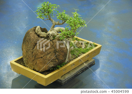Bonsai tree at Bonsai tree exhibition, Pune Bonsai tree at Bonsai tree exhibition, Pune 45004599