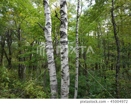 Birch of the forest Birch of the forest 45004972