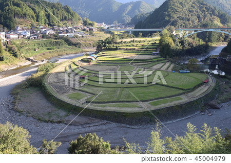 赤島的水稻梯田 赤島的水稻梯田 45004979