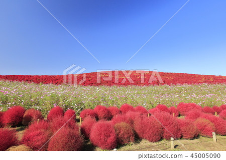 Cosmos Kochia日立海濱公園 Cosmos Kochia日立海濱公園 45005090