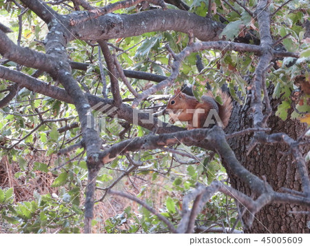 特洛伊的松鼠 45005609