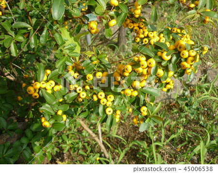 Heiraginanten 45006538