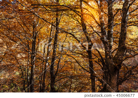 Beech forest in Autumn time a sunny day 45006677