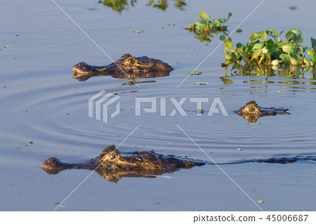 Caiman floating on Pantanal, Brazil 45006687