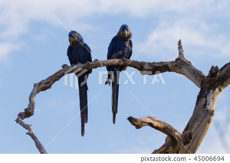 Couple of Hyacinth macaw, Brazilian wildlife Couple of Hyacinth macaw, Brazilian wildlife 45006694