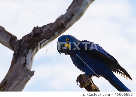 Couple of Hyacinth macaw, Brazilian wildlife Couple of Hyacinth macaw, Brazilian wildlife 45006696