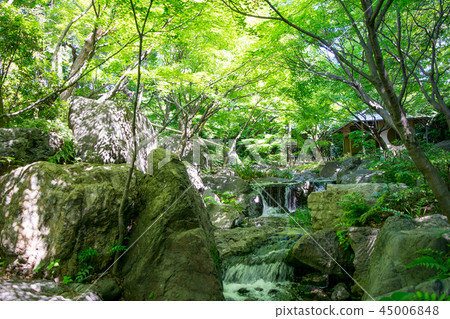 名古屋市天鵝花園初夏 45006848