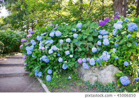 名古屋市天鵝花園初夏 45006850