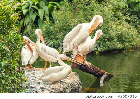White large pelicans resting on the shore of lake 45007089