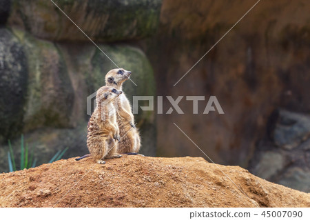 Two curious meerkats stand on their hind legs  45007090