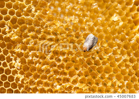 Galleria mellonella, wax moth - bee parasite Galleria mellonella, wax moth - bee parasite 45007683