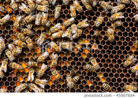 close up of bees on honeycomb in apiary close up of bees on honeycomb in apiary 45007684