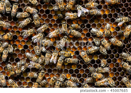 close up of bees on honeycomb in apiary close up of bees on honeycomb in apiary 45007685