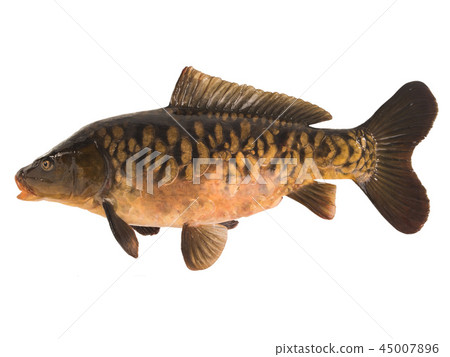 Mirror carp isolated 45007896