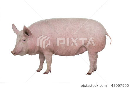 pig isolated on white 45007900