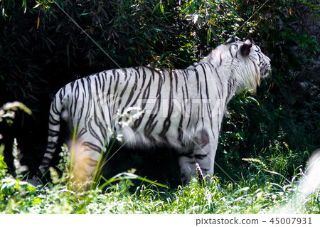 a rare white tiger a rare white tiger 45007931