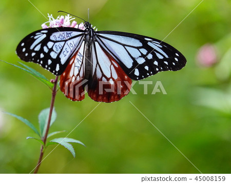 "Asagi Madara" of a migratory butterfly marked as in vivo observation "Asagi Madara" of a migratory butterfly marked as in vivo observation 45008159