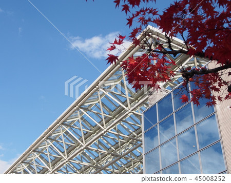 Autumn leaves and blue sky 45008252