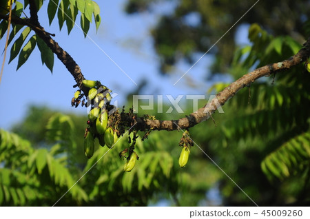 Averrhoa bilimbi commonly known belimbing buluh 45009260