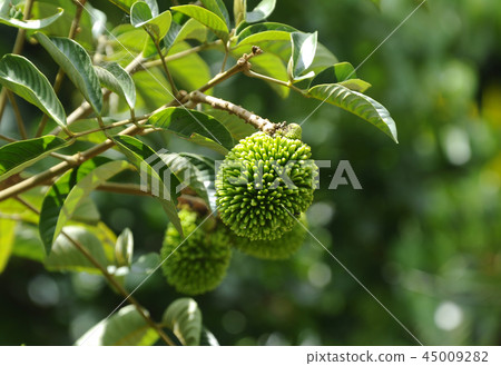 Nephelium mutabile Blume or wild rambutan Nephelium mutabile Blume or wild rambutan 45009282