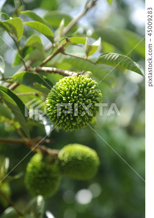 Nephelium mutabile Blume or wild rambutan 45009283
