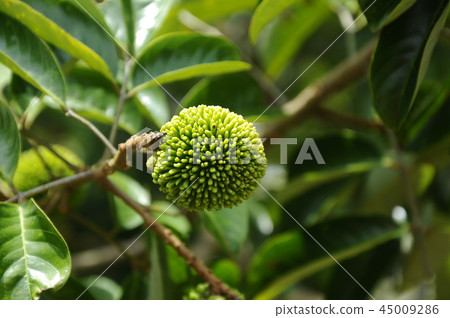 Nephelium mutabile Blume or wild rambutan Nephelium mutabile Blume or wild rambutan 45009286