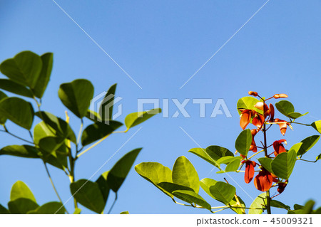 Maruba Deigo Flower Maruba Deigo Flower 45009321