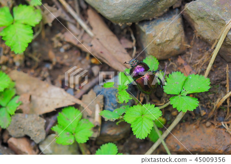 Centipedeal 45009356