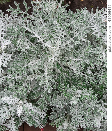 A close-up photo of a 45009453