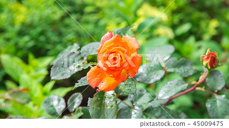 Macro photo of rose flower Macro photo of rose flower 45009475