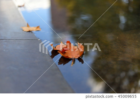 Fallen fallen leaves 45009655