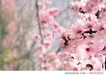 Peach blossoms in full bloom (Yubushin, Yamanashi Prefecture) 45010335