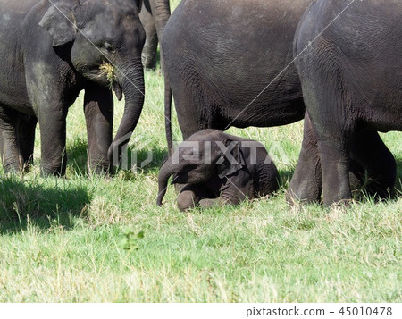 兒童大象@斯里蘭卡野生動物園 45010478