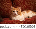 Cat IMG3288A 45010506